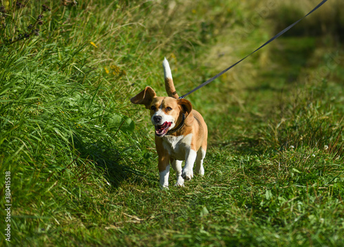 beagle dog in jump. beagle walking in the park
