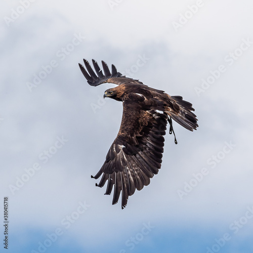 Golden eagle, Aquila chrysaetos sitting on a branch