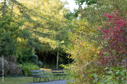 Abstract View of Quiet Autumn Park on Sunny Day. Small Red Berries Hang on Tree Branches Between Leaves Changing Color – Background, Copy Space. Out of Focus Nostalgic Mood. 
