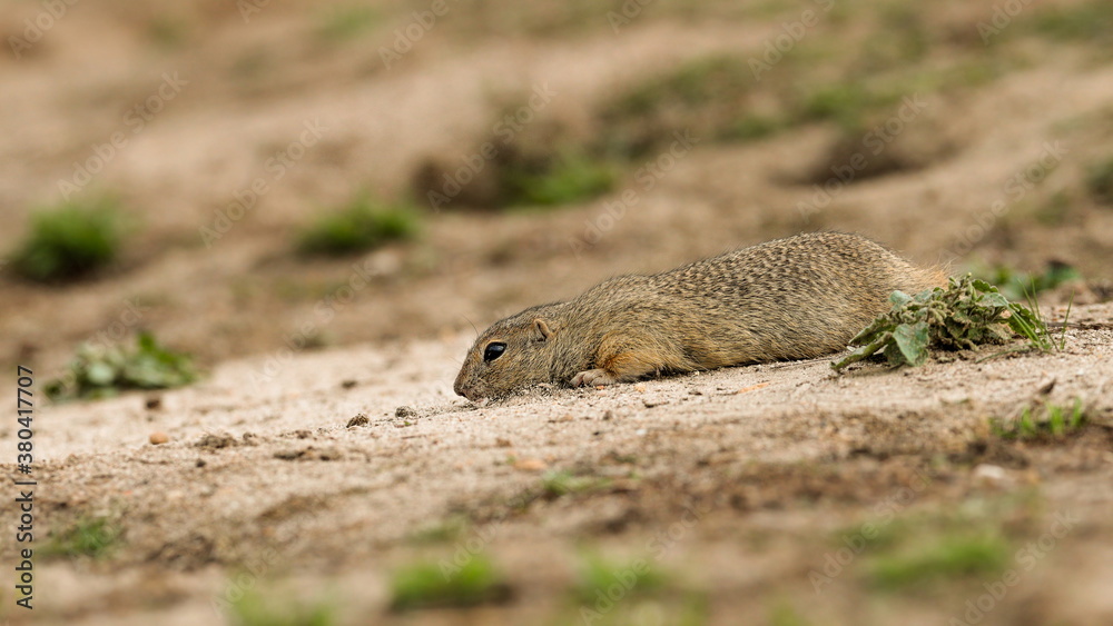 Detailed photo of a European ground squirrel, also known as the European souslik, at natural habitat. Spermophilus citellus Detailed photo of a European ground squirrel, also known as the European souslik, at natural habitat. Spermophilus citellus