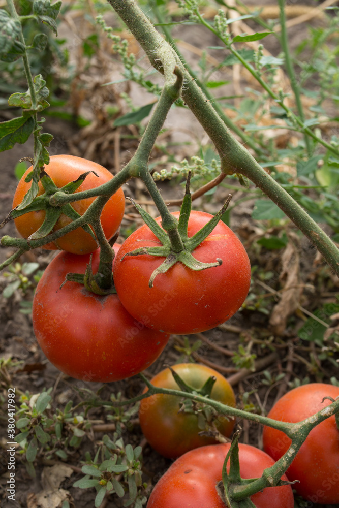 fresh tomatoes from your own garden