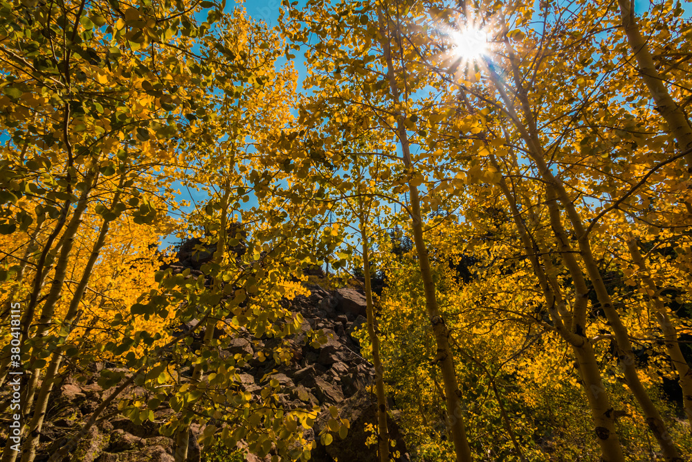 Yellow Quaking Aspen Trees Near Piles of Rhyolitic Tuff Boulders,Alpine Pond Trail,Cedar Breaks National Monument,Utah,USA Yellow Quaking Aspen Trees Near Piles of Rhyolitic Tuff Boulders,Alpine Pond Trail,Cedar Breaks National Monument,Utah,USA