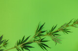 One branch with leaves and buds of cannabis on green background, theme of marijuana as a therapeutic and recreational drug, copy space for text
