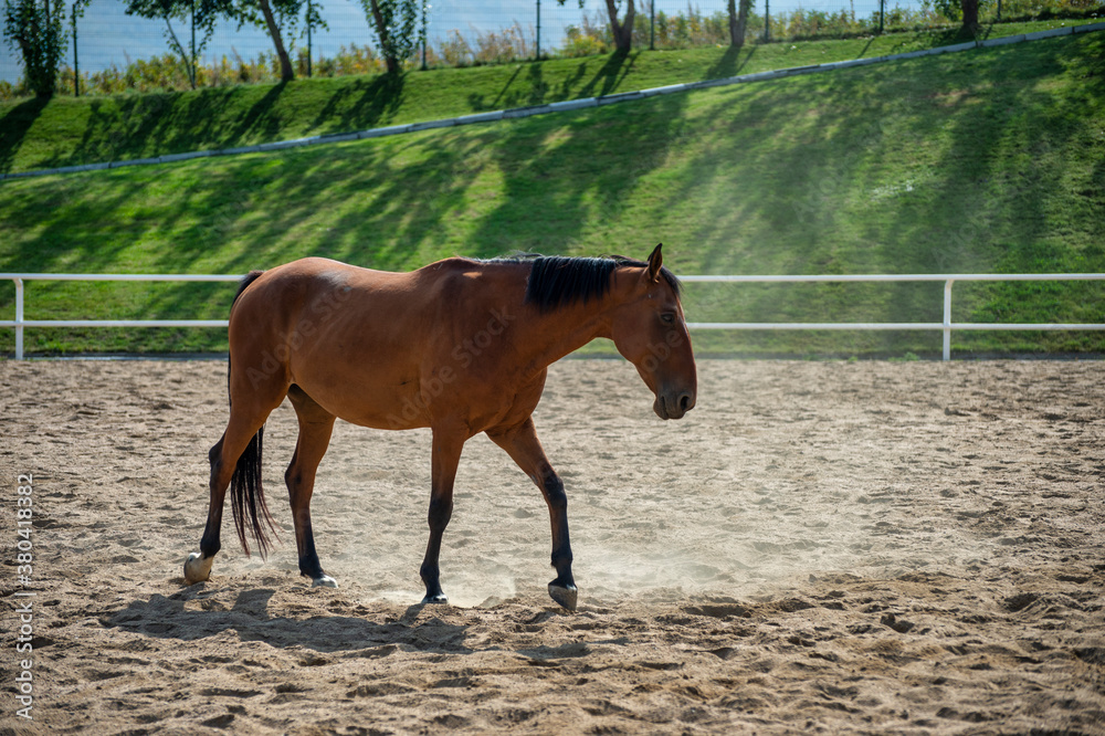 horse in the field