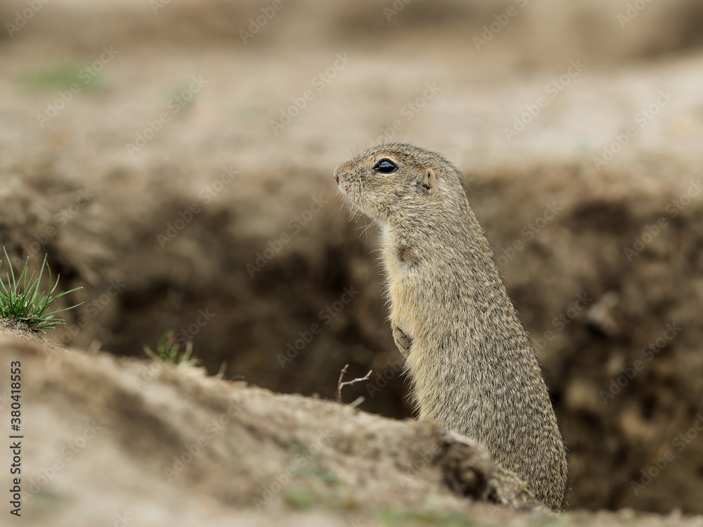 Fototapeta premium Detailed photo of a European ground squirrel, also known as the European souslik, at natural habitat. Spermophilus citellus