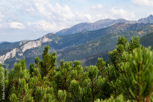 landscape with mountains. Mountain pine and blue sky