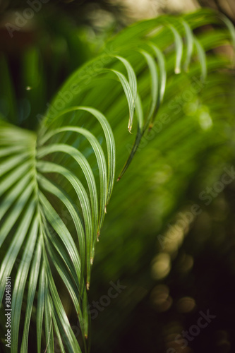 Leaf of a Palm Tree photo