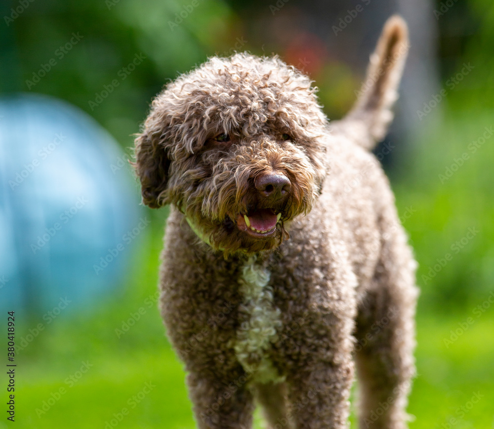 Lagotto romagnolo outdoors. Dog in the park with green grass and bushes. Lagotto romagnolo outdoors. Dog in the park with green grass and bushes.