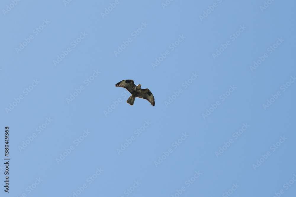 Buzzard in flight soaring in Cornwall UK Buzzard in flight soaring in Cornwall UK