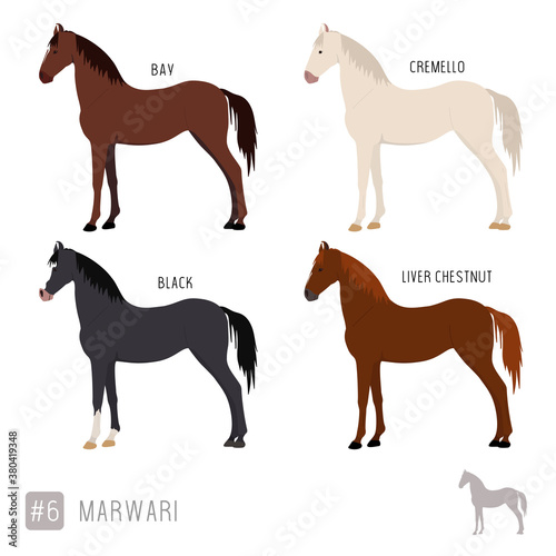 Horse Breeds  Set of Vector Marwari Horses