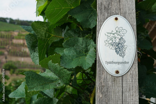 Vine plants with a "Spätburgunder" sign on a vineyard in Radebeul. Spätburgunder is a wine grape variety also called Pinot noir.