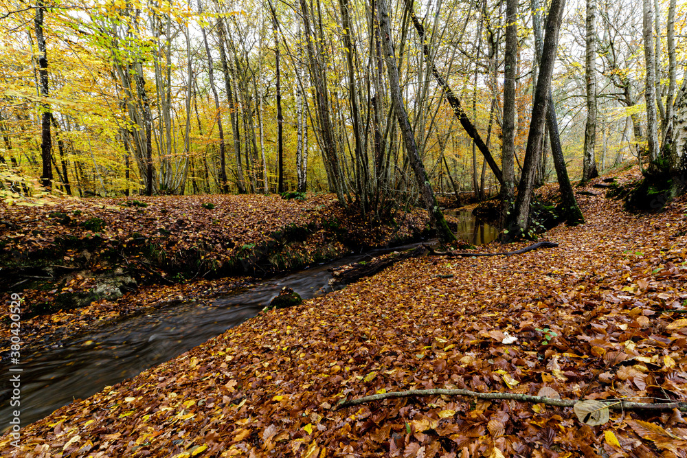 Autumn landscape with small river and ground covered by colorful leaves Autumn landscape with small river and ground covered by colorful leaves