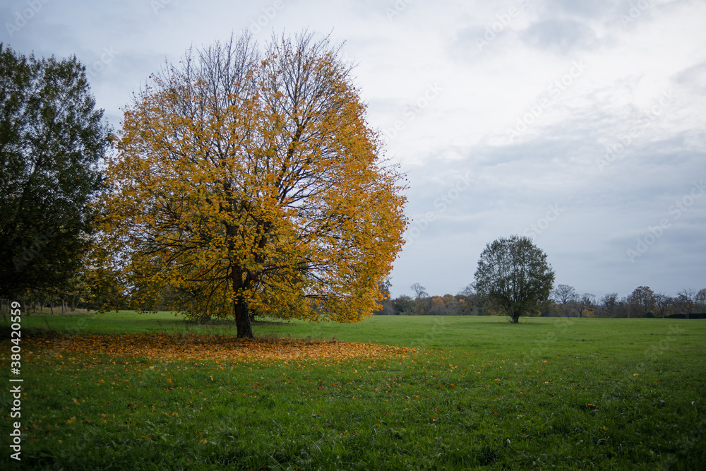 Yellow tree with falling leaves all over the green grass Yellow tree with falling leaves all over the green grass