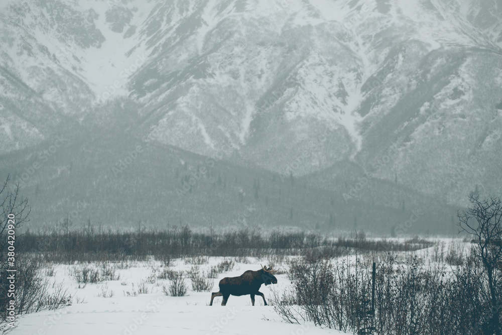 Moose in the Middle Moose in the Middle