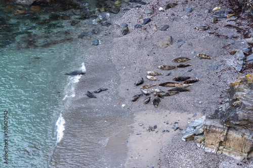 Seals sunbathing and resting on a beach in Cornwall