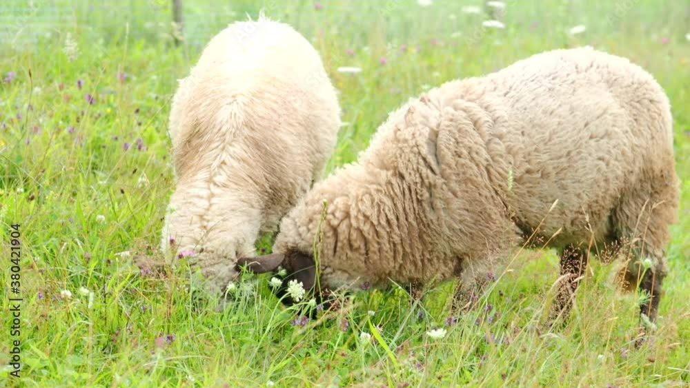 Two young rams twitching, chewing and eating fresh green grass in the garden of farm in 4K VIDEO. Young sheep on pasture. Organic BIO farming, animal rights, back to nature concept. Two young rams twitching, chewing and eating fresh green grass in the garden of farm in 4K VIDEO. Young sheep on pasture. Organic BIO farming, animal rights, back to nature concept.