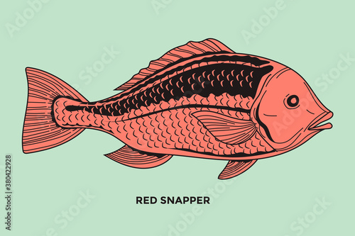 Red Snapper fish Illustration with detail stroke and line style