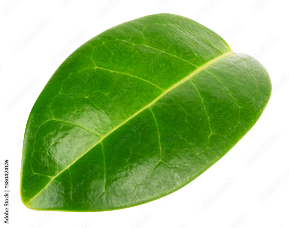 Fototapeta premium Green leaf isolated on white background