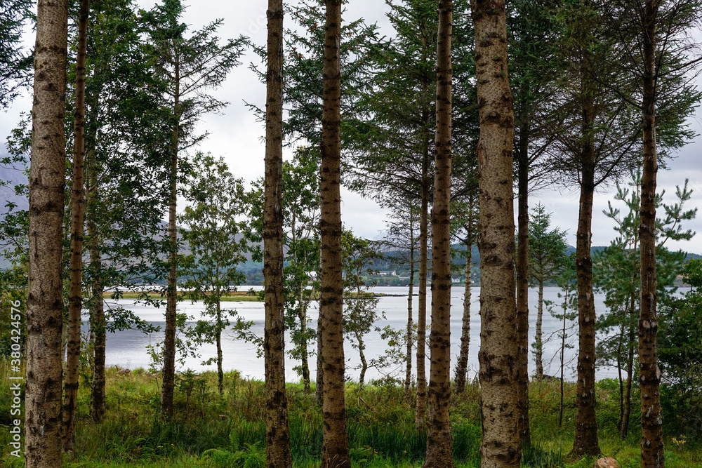 Conifers in front of a bay in Scotland Conifers in front of a bay in Scotland