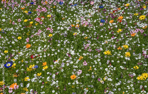 Blumenwiese mit vielen schönen bunten Blumen in grünem Gras