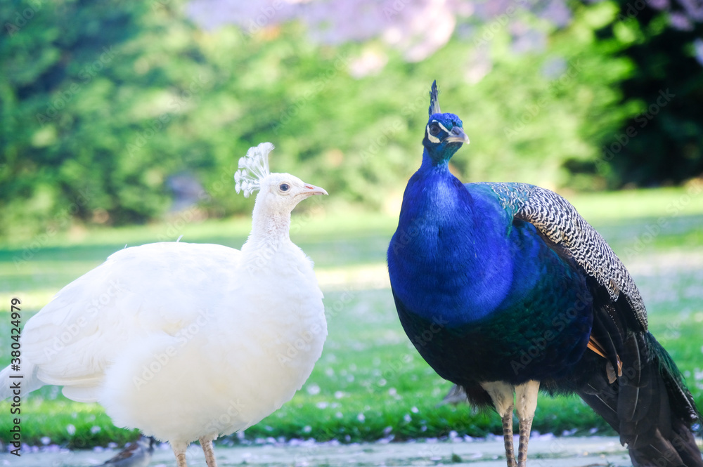 Obraz premium Closeup pure white and blue peacock in the park, couple of peacocks, romantic in love concept