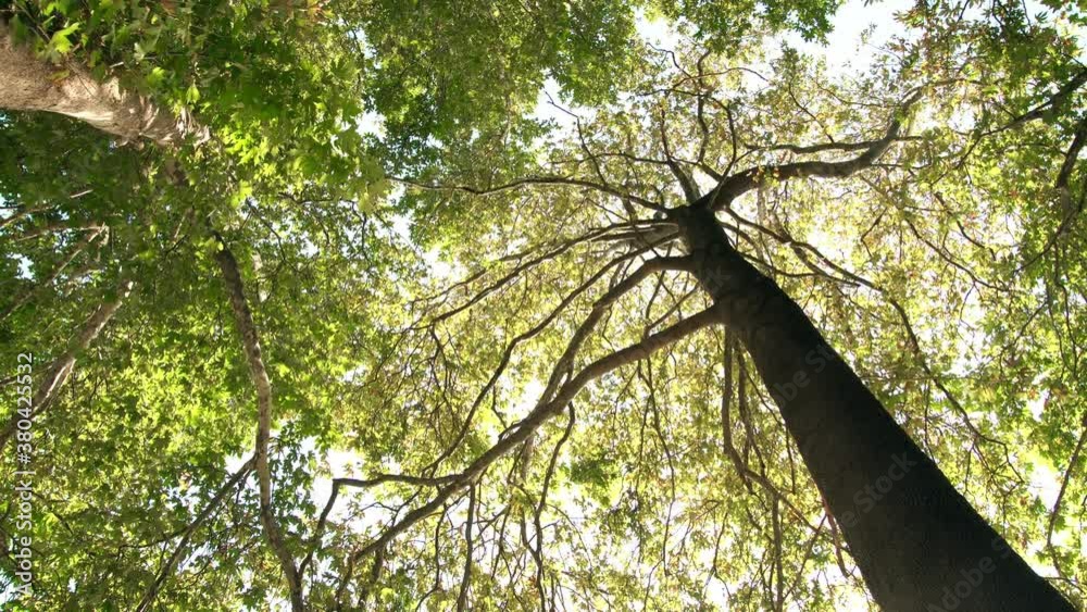 Sun light is falling between green leaves of a huge plane tree and branches swaying in the wind