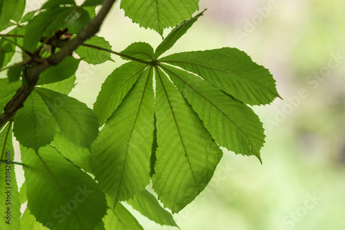 Green leaves and white flower of a chestnut tree.