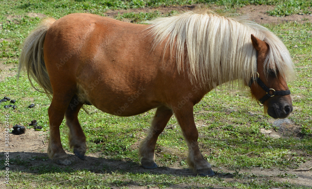 Miniature horses are the size of a very small pony, many retain horse