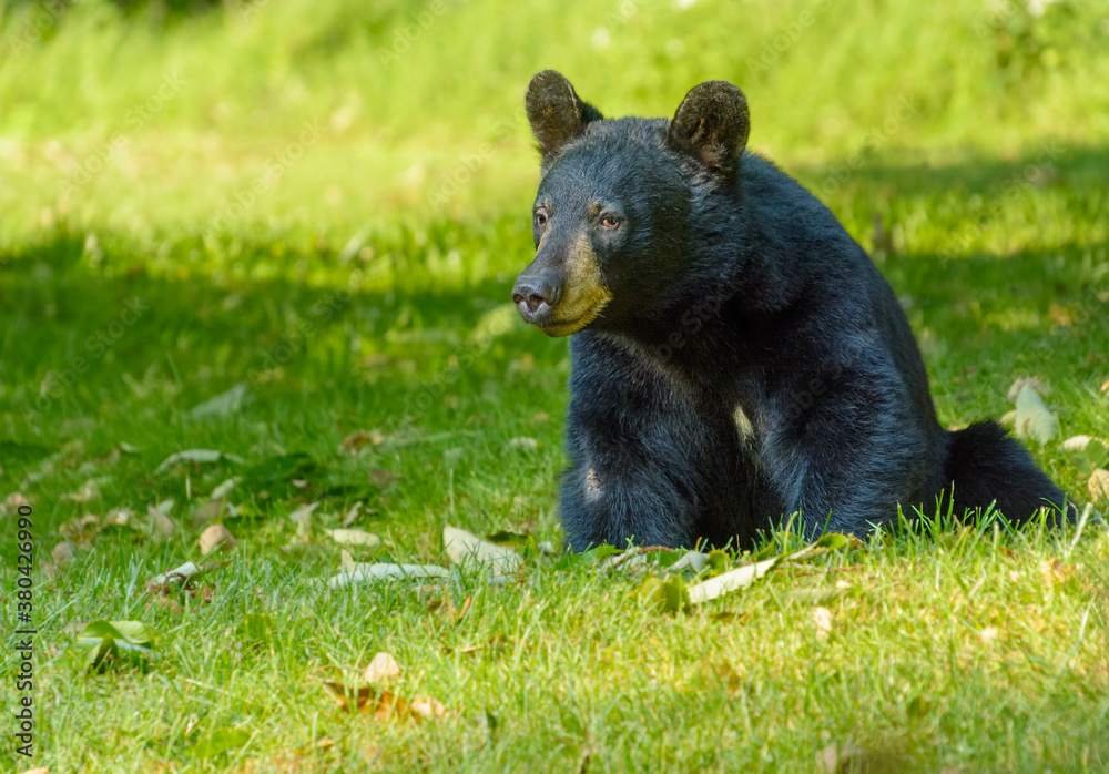 American black bear sits in a shady spot in a green field American black bear sits in a shady spot in a green field