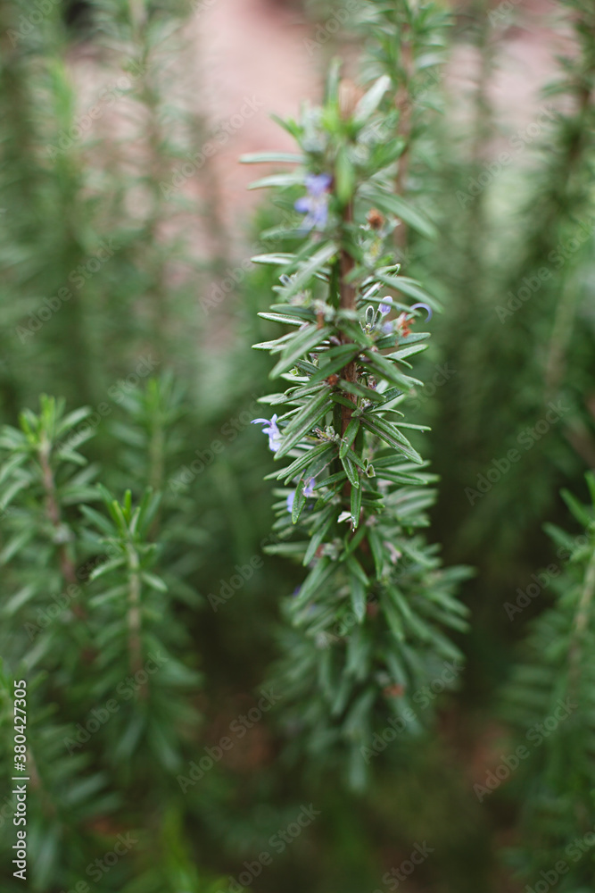 close up of homegrown rosemary plant close up of homegrown rosemary plant