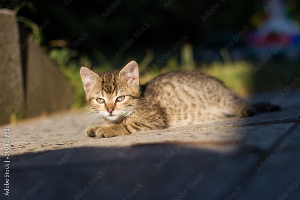 Fototapeta premium Cute cat portrait, czech republic