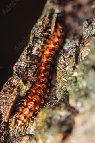 Millipede macro photo