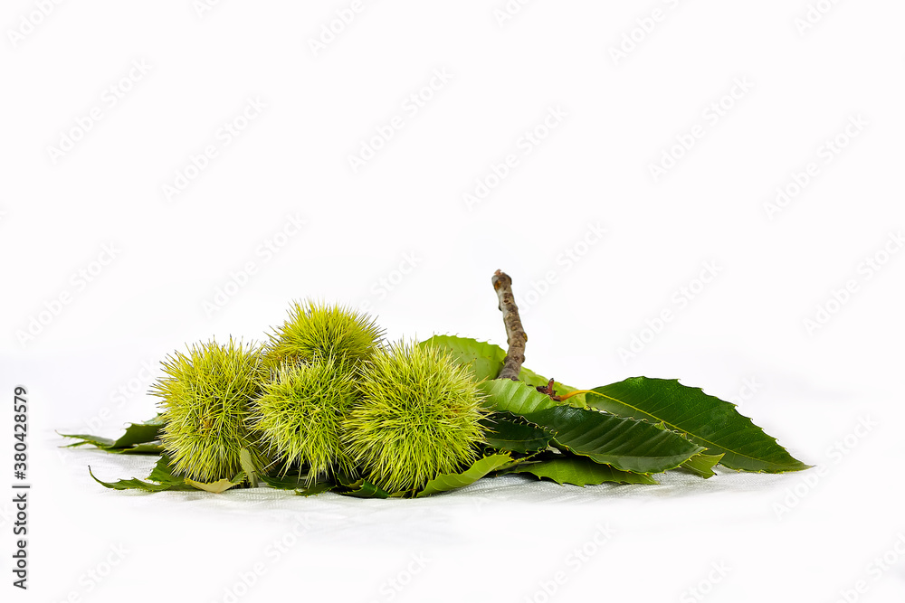 Pungent green chestnuts on white background. Autumn mood. Harvest time. Pungent green chestnuts on white background. Autumn mood. Harvest time.