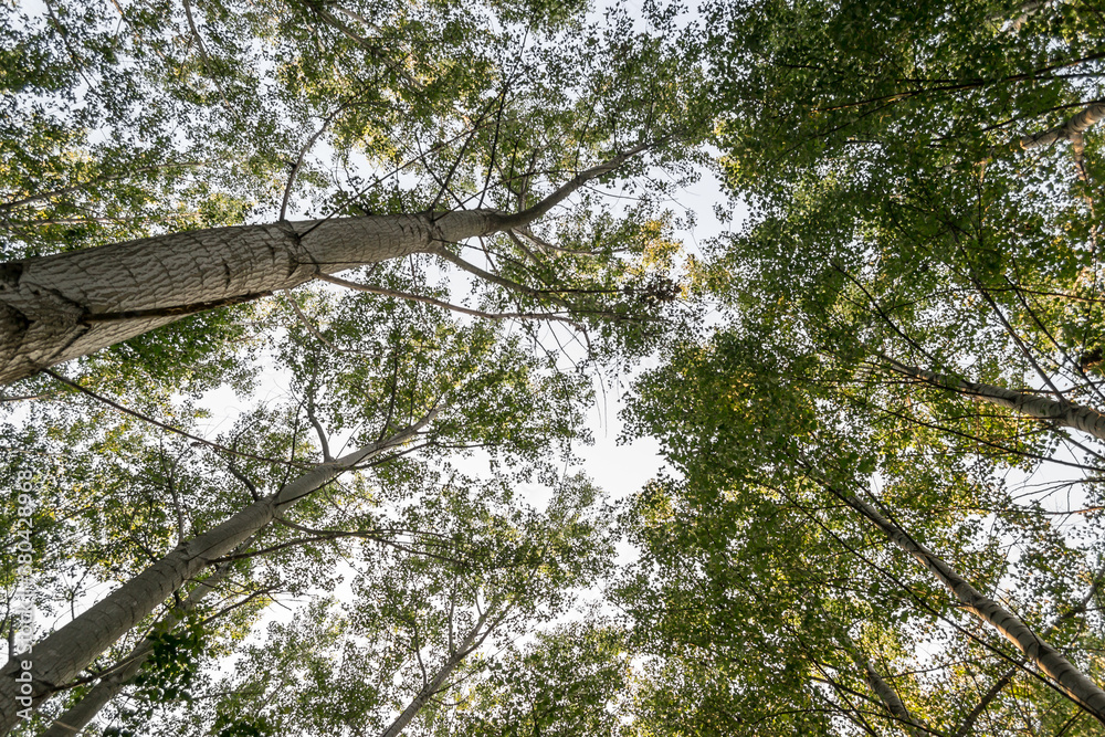 Fototapeta premium The ambience of the forest of warm trees in the summer by the river Danube