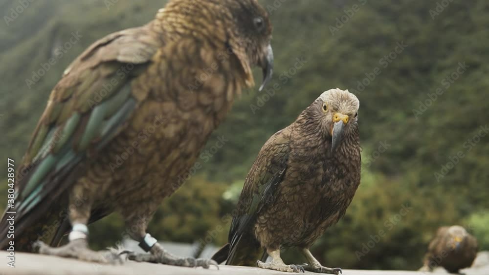 Wild Kea Parrots Close-up Jumping Over Other Kea, Birds in Big Valley. Arthurs Pass, New Zealand Wild Kea Parrots Close-up Jumping Over Other Kea, Birds in Big Valley. Arthurs Pass, New Zealand