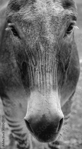 Close up of zebroid is the offspring of any cross between a zebra and any other equine to create a hybrid photo