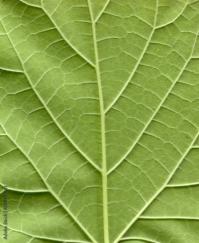 Textured background of Leaf surface Textured background of Leaf surface