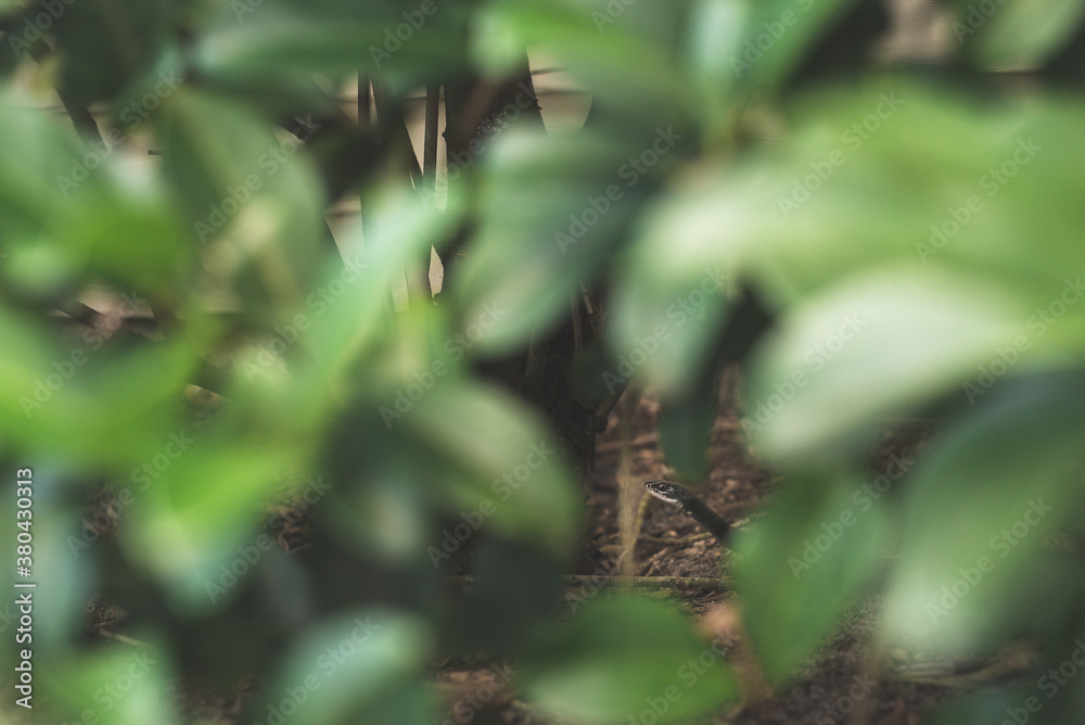 A Black Racer Snake Is Hidden In Bushes A Black Racer Snake Is Hidden In Bushes