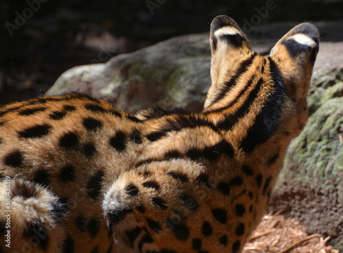 The serval is a wild cat native to Africa. It is rare in North Africa and the Sahel, but widespread in sub-Saharan countries except rainforest regions.  photo