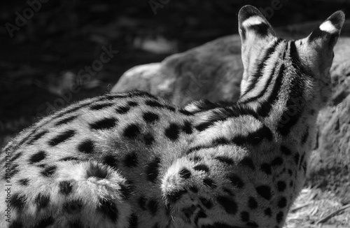 The serval is a wild cat native to Africa. It is rare in North Africa and the Sahel, but widespread in sub-Saharan countries except rainforest regions.  photo