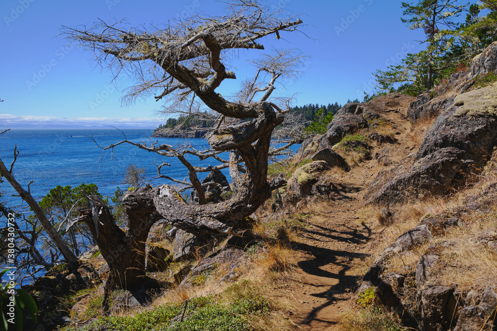 Gnarled tree on Coast Trail in SW Vancouver Island, BC Gnarled tree on Coast Trail in SW Vancouver Island, BC