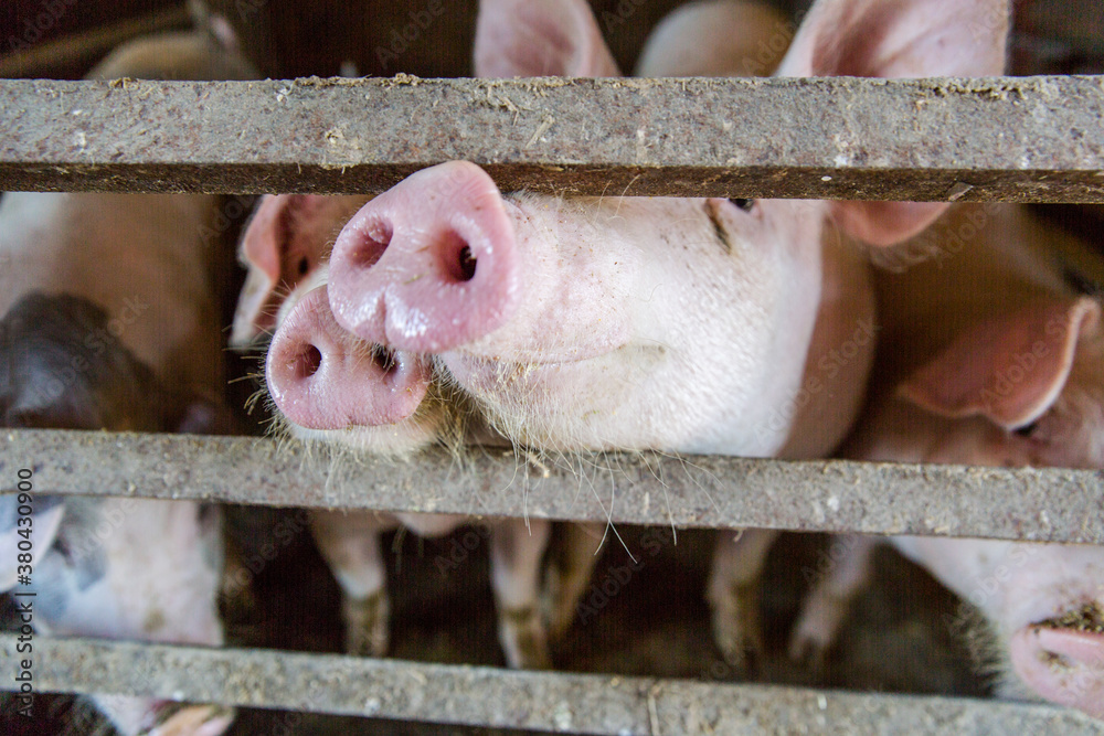 Snout of a pig poking between the slats of a fence at the farm