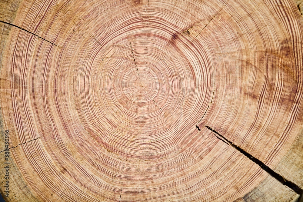 Tree rings texture close up. Saw cut of an arctic pine trunk close-up. Tree rings on an arctic pine split. Tree rings of pine close-up. Fragment of Pine log walls. Walls of wooden log house close up. Tree rings texture close up. Saw cut of an arctic pine trunk close-up. Tree rings on an arctic pine split. Tree rings of pine close-up. Fragment of Pine log walls. Walls of wooden log house close up.