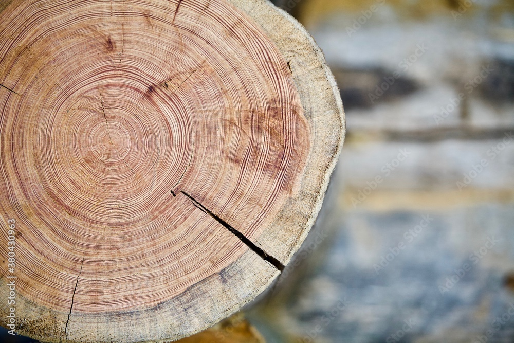 Tree rings texture close up. Saw cut of an arctic pine trunk close-up ...