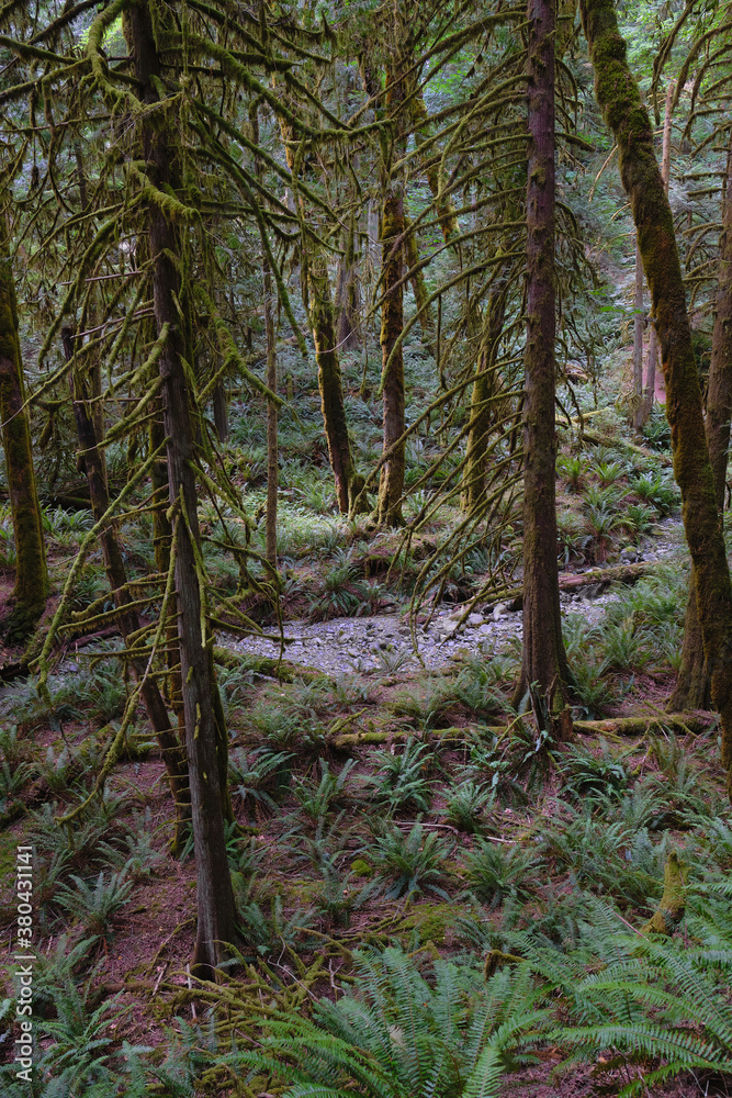 Temperate rainforest at Goldstream Provincial Park near Victoria, BC Temperate rainforest at Goldstream Provincial Park near Victoria, BC