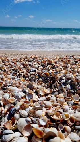 small shells on beach
