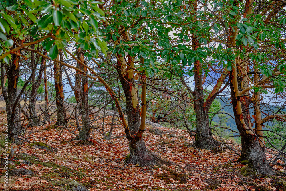 Stand of Arbutus trees, The Notch, Nanoose Bay, Vancouver Island