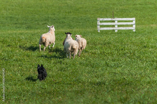Herding Dog Moves Herd of Sheep (Ovis aries) Towards Fence