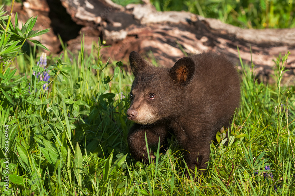 Black Bear Cub (Ursus americanus) in Grass Looks Up Summer Black Bear Cub (Ursus americanus) in Grass Looks Up Summer