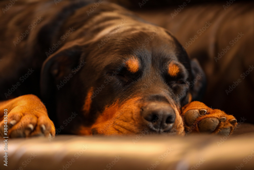 Beautiful brown and tan female rottweiler dog sleeping on leather lounge Beautiful brown and tan female rottweiler dog sleeping on leather lounge